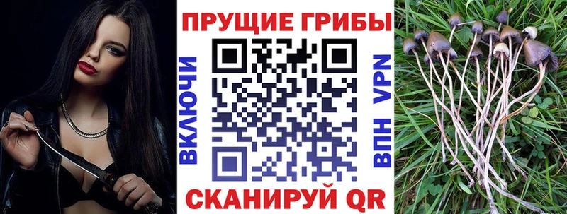 Купить  Питкяранта  Псилоцибиновые грибы GOLDEN TEACHER 